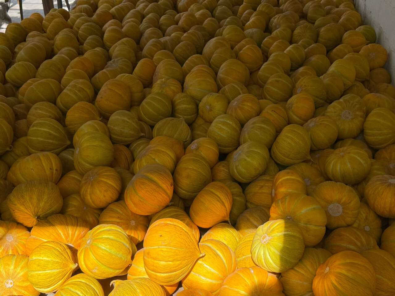 Muğla'nın Yayla Kavunu Hasatla Taçlandı 5